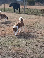 Mary, a female Border Collie for sale in Lancing, TN – Photo 9 of 9