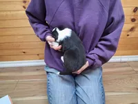 Mary, a female Border Collie for sale in Lancing, TN – Photo 5 of 9