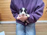 Mary, a female Border Collie for sale in Lancing, TN – Photo 2 of 9