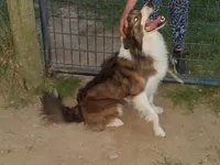 Mary, a female Border Collie for sale in Lancing, TN – Photo 9 of 10