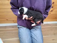 Mary, a female Border Collie for sale in Lancing, TN – Photo 4 of 9