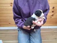 Mary, a female Border Collie for sale in Lancing, TN – Photo 6 of 9