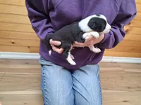 Mary, a female Border Collie for sale in Lancing, TN – Photo 3 of 9