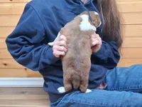 Max, a male Border Collie for sale in Lancing, TN – Photo 5 of 8