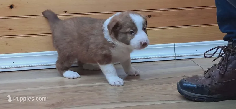 Max – Border Collie puppy for sale in Lancing, TN