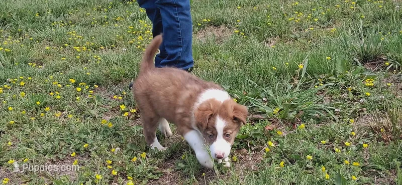 Max, a male Border Collie for sale in Lancing, TN – Photo 1 of 10