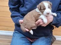 Max, a male Border Collie for sale in Lancing, TN – Photo 2 of 8