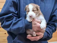 Max, a male Border Collie for sale in Lancing, TN – Photo 4 of 8
