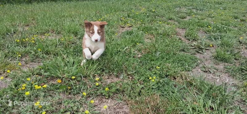 Max – Border Collie puppy on hold in Lancing, TN