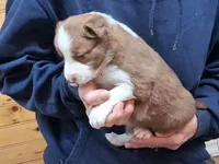 Max, a male Border Collie for sale in Lancing, TN – Photo 3 of 8
