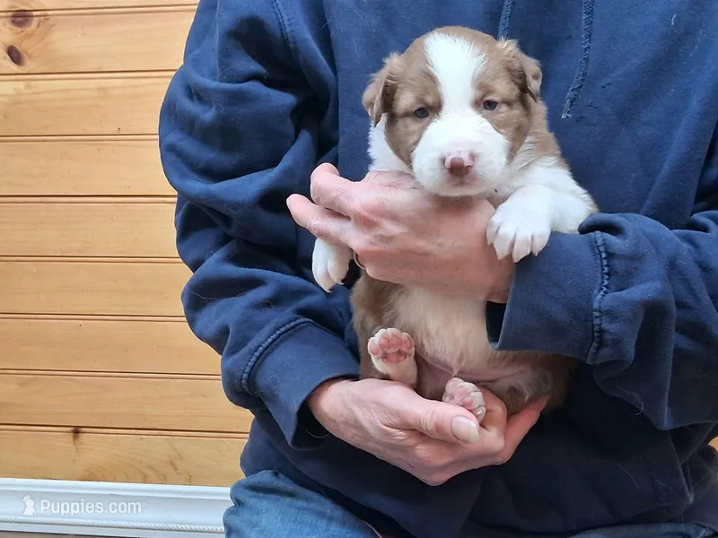 Max – Border Collie puppy for sale in Lancing, TN