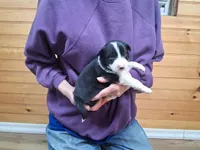 Bandit, a male Border Collie for sale in Lancing, TN – Photo 1 of 10