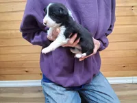 Bandit, a male Border Collie for sale in Lancing, TN – Photo 6 of 10