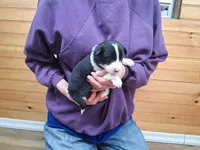 Bandit, a male Border Collie for sale in Lancing, TN – Photo 3 of 10