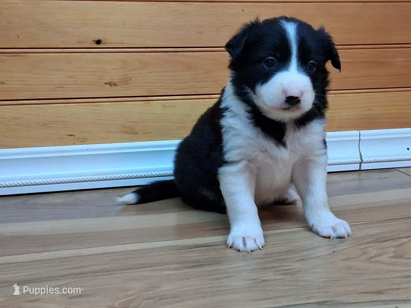 Bandit – Border Collie puppy for sale in Lancing, TN