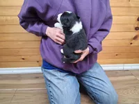 Bandit, a male Border Collie for sale in Lancing, TN – Photo 4 of 10