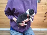 Bandit, a male Border Collie for sale in Lancing, TN – Photo 2 of 10