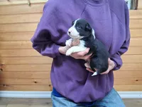 Bandit, a male Border Collie for sale in Lancing, TN – Photo 5 of 10