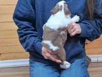 Lilly, a female Border Collie for sale in Lancing, TN – Photo 5 of 10