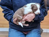 Lilly, a female Border Collie for sale in Lancing, TN – Photo 2 of 10