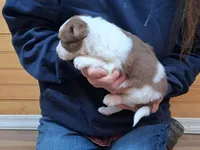 Lilly, a female Border Collie for sale in Lancing, TN – Photo 4 of 10