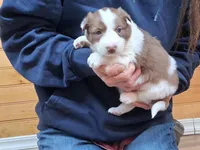 Lilly, a female Border Collie for sale in Lancing, TN – Photo 3 of 10