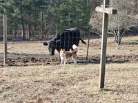 Lilly, a female Border Collie for sale in Lancing, TN – Photo 7 of 10