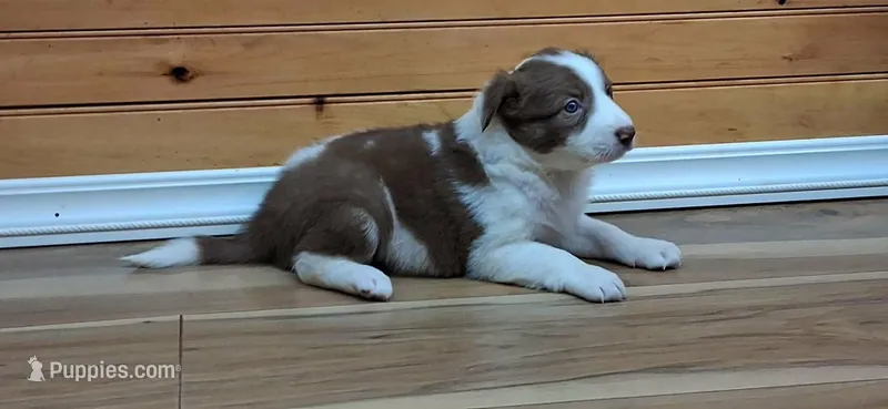 Lilly – Border Collie puppy for sale in Lancing, TN