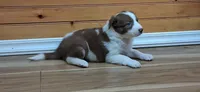 Lilly, a female Border Collie for sale in Lancing, TN – Photo 1 of 10