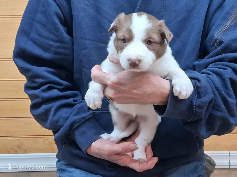 Lilly – Border Collie puppy for sale in Lancing, TN