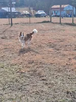 Lilly, a female Border Collie for sale in Lancing, TN – Photo 8 of 10