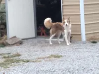 Lilly, a female Border Collie for sale in Lancing, TN – Photo 6 of 10