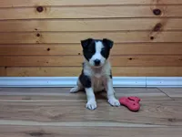 Maverick, a male Border Collie for sale in Lancing, TN – Photo 2 of 10