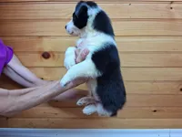 Maverick, a male Border Collie for sale in Lancing, TN – Photo 5 of 10