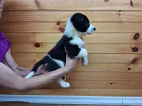 Maverick, a male Border Collie for sale in Lancing, TN – Photo 6 of 10