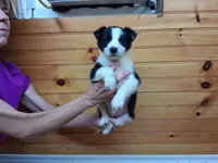 Maverick, a male Border Collie for sale in Lancing, TN – Photo 1 of 10