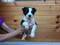 Maverick, a male Border Collie for sale in Lancing, TN – Photo 7 of 10