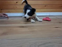 Maverick, a male Border Collie for sale in Lancing, TN – Photo 4 of 10