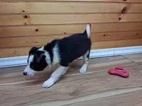 Maverick, a male Border Collie for sale in Lancing, TN – Photo 3 of 10