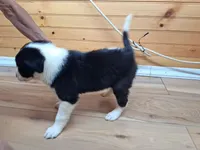 Maverick, a male Border Collie for sale in Lancing, TN – Photo 8 of 10