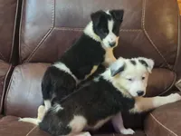 Candy, a female Border Collie for sale in Lancing, TN – Photo 6 of 10