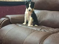 Candy, a female Border Collie for sale in Lancing, TN – Photo 8 of 10