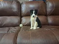 Candy, a female Border Collie for sale in Lancing, TN – Photo 1 of 10