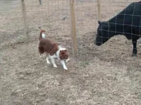 Candy, a female Border Collie for sale in Lancing, TN – Photo 10 of 10