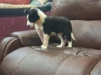 Candy, a female Border Collie for sale in Lancing, TN – Photo 2 of 10