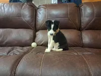 Candy, a female Border Collie for sale in Lancing, TN – Photo 5 of 10