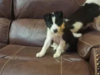 Candy, a female Border Collie for sale in Lancing, TN – Photo 3 of 10