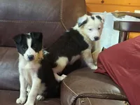 Candy, a female Border Collie for sale in Lancing, TN – Photo 7 of 10