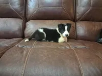 Candy, a female Border Collie for sale in Lancing, TN – Photo 4 of 10