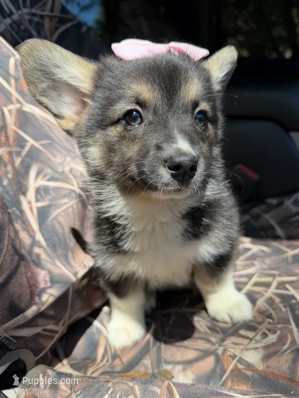 Winnie   – Cardigan Welsh Corgi, Pembroke Welsh Corgi puppy for sale in Grants Pass, OR